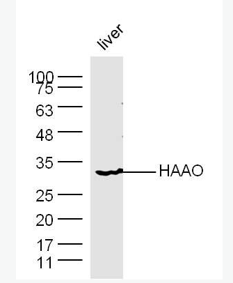 Anti-HAAO  antibody-3-羟氨苯甲酸双加氧酶抗体,HAAO