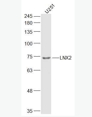 Anti-LNX2 antibody-LNX2蛋白抗体,LNX2