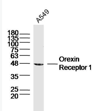 Anti-Orexin Receptor 1 antibody-丘腦分泌素受體1抗體,Orexin Receptor 1