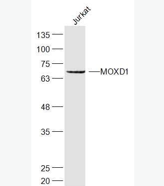 Anti-MOXD1 antibody-單加氧酶X抗體,MOXD1