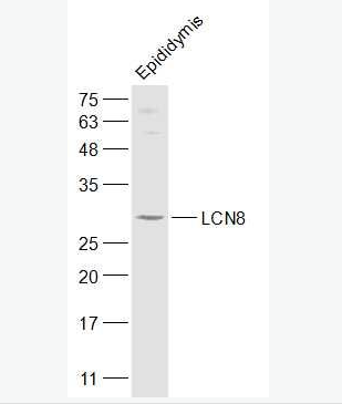 Anti-LCN8 antibody-附睾特异蛋白8抗体,LCN8