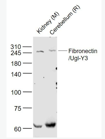 Anti-Fibronectin/Ugl-Y3 antibody-纤维连接蛋白/Ugl-Y3抗体,Fibronectin/Ugl-Y3