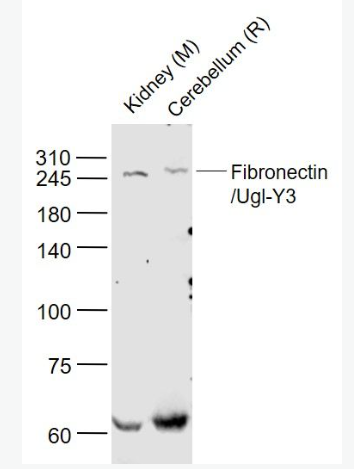 Anti-Fibronectin/Ugl-Y3 antibody-纖維連接蛋白/Ugl-Y3抗體,Fibronectin/Ugl-Y3