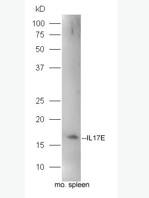 Anti-IL17E antibody-白介素-17E抗体,IL17E