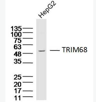 Anti-TRIM68 antibody-TRIM68蛋白抗體,TRIM68