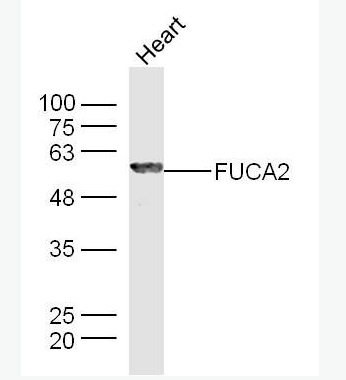 Anti-FUCA2 antibody-α-L岩藻糖苷酶2抗体,FUCA2