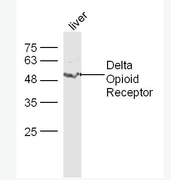 Anti-Delta Opioid Receptor antibody-D型阿片受体抗体,Delta Opioid Receptor