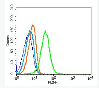 Anti-CD34 antibody-CD34抗體,CD34