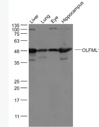 Anti-OLFML1antibody-嗅球蛋白样蛋白1抗体,OLFML1