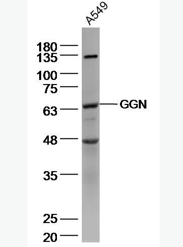 Anti-GGN antibody-配子生成素抗体,GGN