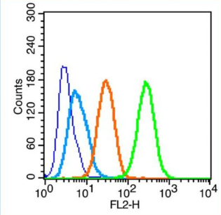 Anti-LC3C antibody-微管相关蛋白轻链3C抗体,LC3C