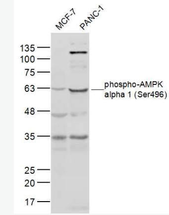 Anti-phospho-AMPK alpha 1 (Ser496) antibody-磷酸化腺苷单磷酸活化蛋白激酶α1抗体,phospho-AMPK alpha 1 (Ser496)