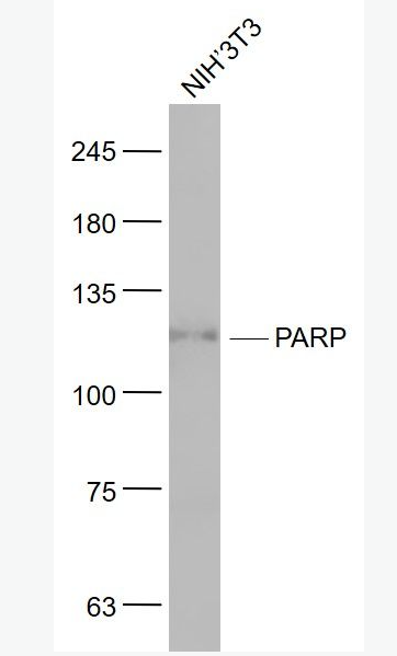 Anti-PARP1 antibody-多腺苷二磷酸多聚酶/多聚ADP-核糖聚合酶1單克隆抗體,PARP1