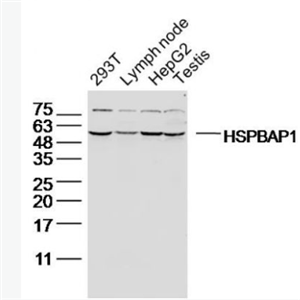 Anti-HSPBAP1 antibody-热休克蛋白27相关蛋白1抗体