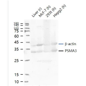 Anti-Proteasome 20S alpha 3 antibody-蛋白酶体PSMα3抗体