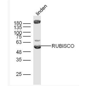 Anti-RuBisCO antibody-核酮糖1,5二磷酸羧化酶/二磷酸核酮糖盐羧化酶大链抗体,RuBisCO