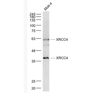 Anti-XRCC4 antibody-X射线修复交叉互补蛋白4抗体
