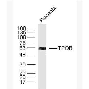 Anti-TPOR antibody-血小板生成素受体抗体,TPOR