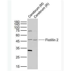 Anti-Flotillin 2 antibody-表皮细胞表面抗原1/Esa1抗体