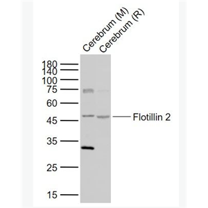 Anti-Flotillin 2 antibody-表皮细胞表面抗原1/Esa1抗体,Flotillin 2