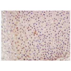 Anti-SUFU antibody-SUFU抗体,SUFU