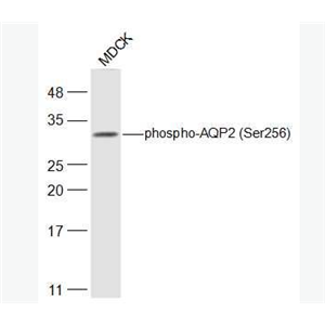 Anti-phospho-AQP2 (Ser256) antibody-磷酸化水通道蛋白2抗体