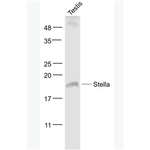 Anti-Stella antibody-发育多能性相关蛋白3抗体