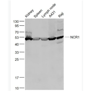 Anti-NCR1 antibody-细胞毒性受体NK-p46抗体