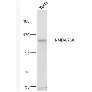 Anti-NMDAR3A antibody-谷氨酸受体3A抗体