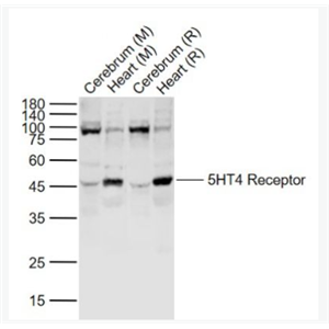 Anti-5HT4 Receptor antibody-5-羟色胺受体4抗体,5HT4 Receptor