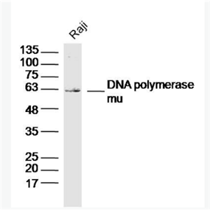 Anti-DNA polymerase mu antibody-DNA聚合酶μ/DNA pol μ抗体,DNA polymerase mu