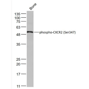 Anti-phospho-CXCR2 (Ser347) antibody-磷酸化细胞表面趋化因子受体2抗体