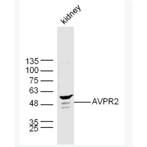 Anti-AVPR2 antibody-精氨酸加压素受体2抗体,AVPR2