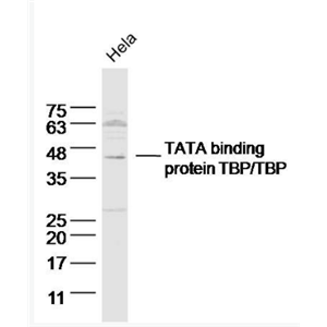 Anti-TBP antibody-TATA结合蛋白抗体