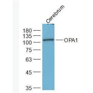 Anti-OPA1 antibody-视神经萎缩相关蛋白1抗体
