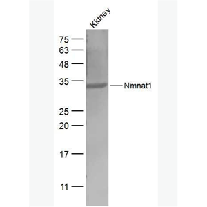 Anti-Nmnat1 antibody-烟酰胺核苷酸腺苷转移酶1抗体