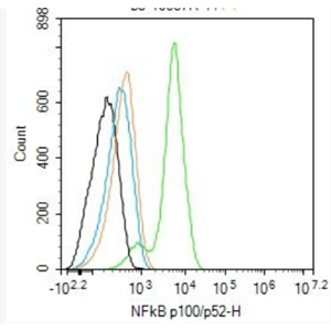 Anti-NFKB2 antibody-细胞核因子/k基因结合核因子 p52/p100抗体,NFKB2