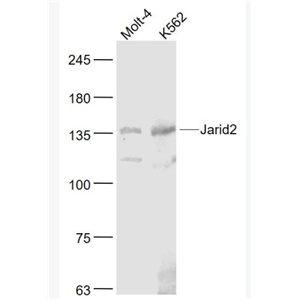 Anti-Jarid2 antibody-组蛋白去甲基化酶JARID2抗体