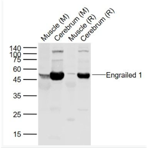 Anti-Engrailed 1 antibody-同源盒蛋白转录因子EN1抗体,Engrailed 1