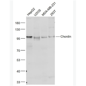Anti-Chordin antibody-原肠胚双向形成相关蛋白抗体