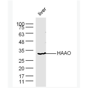 Anti-HAAO  antibody-3-羟氨苯甲酸双加氧酶抗体,HAAO