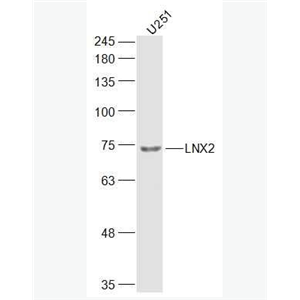 Anti-LNX2 antibody-LNX2蛋白抗体,LNX2