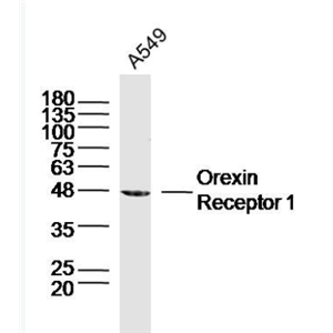 Anti-Orexin Receptor 1 antibody-丘脑分泌素受体1抗体