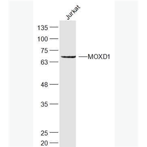 Anti-MOXD1 antibody-单加氧酶X抗体