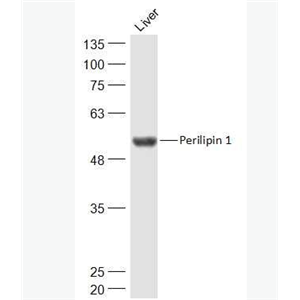 Anti-Perilipin 1 antibody-脂滴包被蛋白Perilipin-A抗体