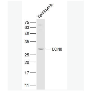 Anti-LCN8 antibody-附睾特异蛋白8抗体