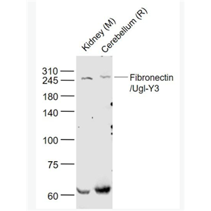 Anti-Fibronectin/Ugl-Y3 antibody-纤维连接蛋白/Ugl-Y3抗体