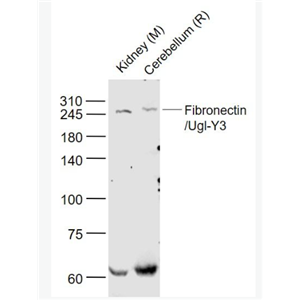 Anti-Fibronectin/Ugl-Y3 antibody-纤维连接蛋白/Ugl-Y3抗体,Fibronectin/Ugl-Y3