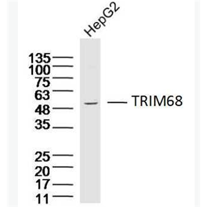 Anti-TRIM68 antibody-TRIM68蛋白抗体