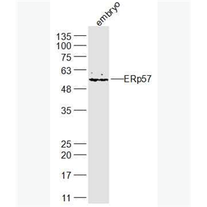 Anti-ERp57 antibody-内质网蛋白57抗体